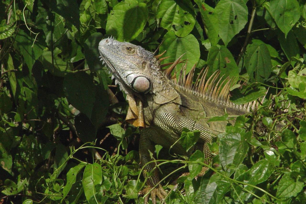 Anaconda Lodge