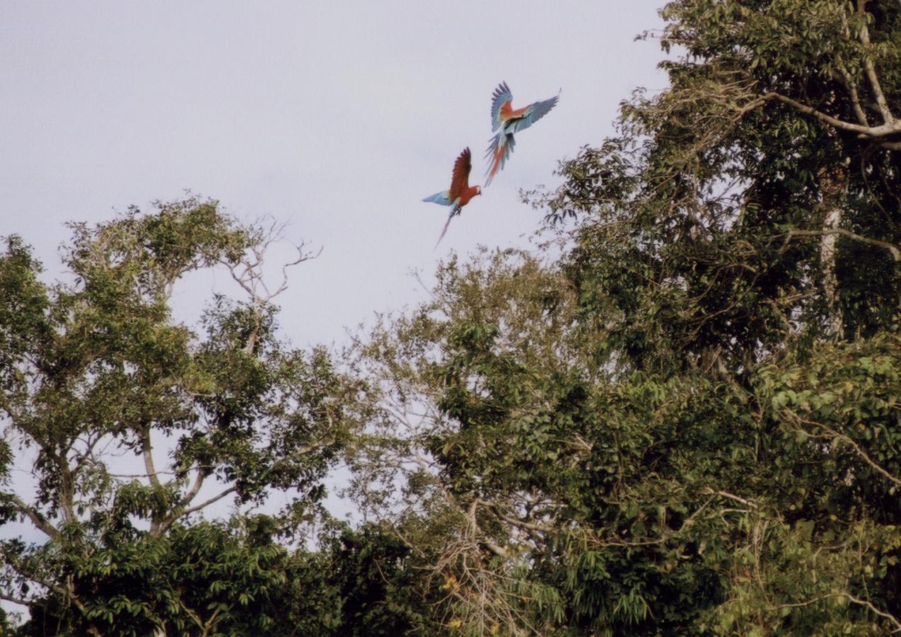 Lodge Anaconda Manaos