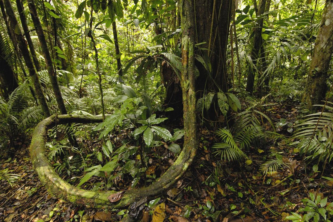 Anaconda * Manaos